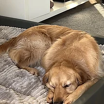 Superstar Teddy Teddy